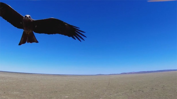 drones-aangevallen-door-roofvogel